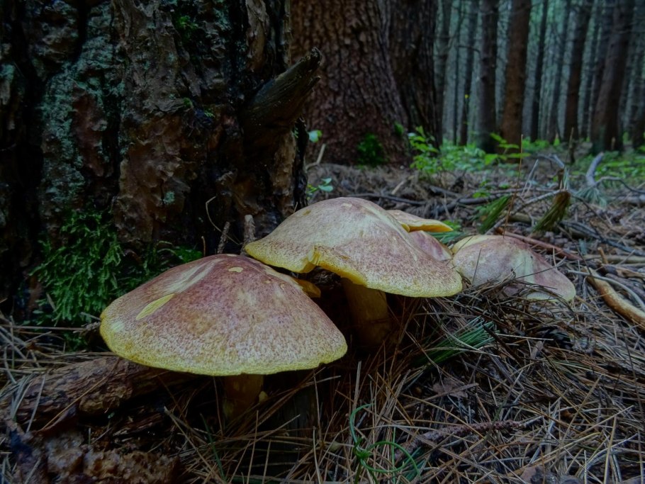 Рядовка Осиновая Tricholoma frondosae