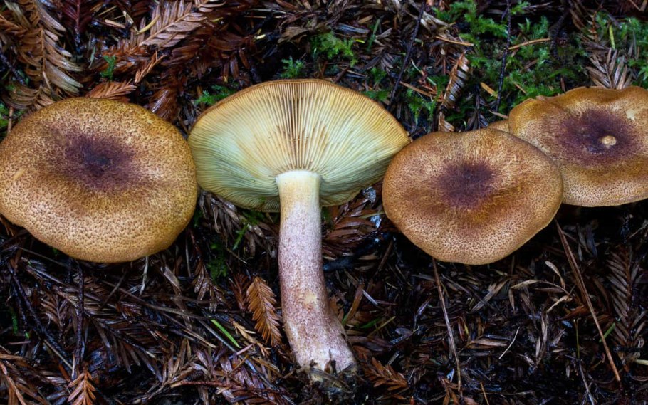 Рядовка желто-красная Tricholomopsis rutilans