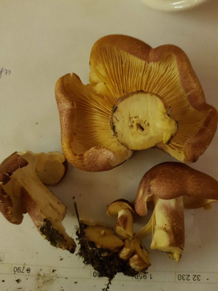 Рядовка серная Tricholoma Sulphureum