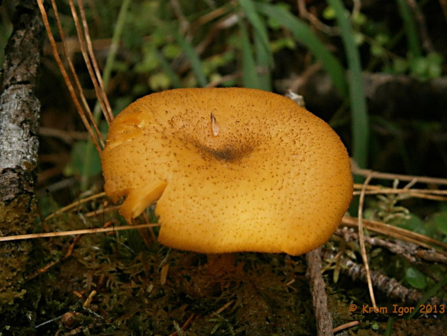 Tricholomopsis rutilans