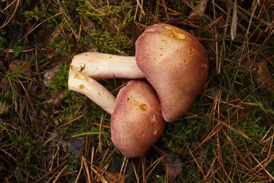 Рядовка желто-красная Tricholomopsis rutilans