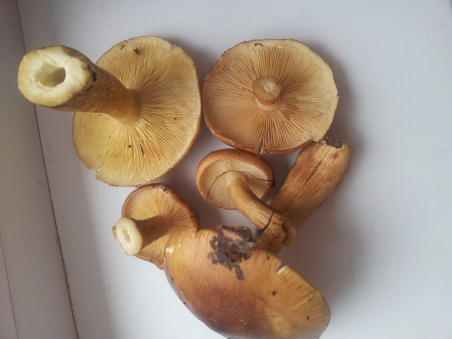 Рядовка буро-желтая Tricholoma fulvum