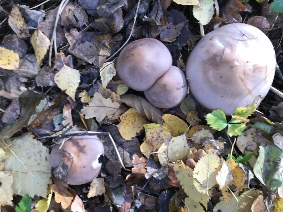 Рядовка синюшка