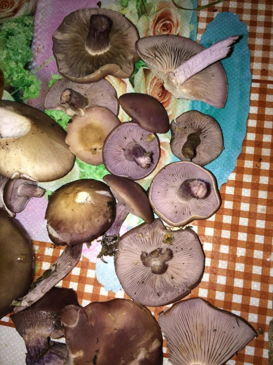 Грибы сиреневые рядовки