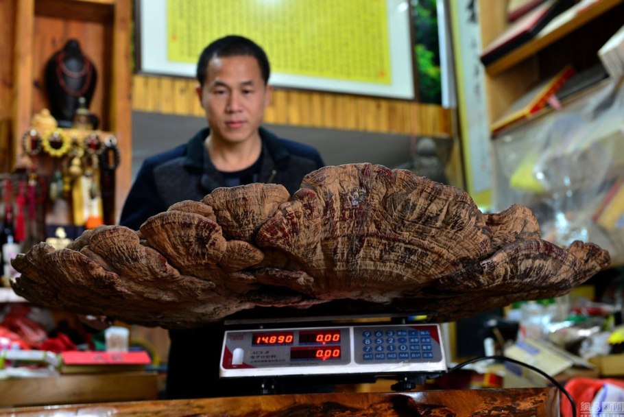 Самый большой трутовик в мире