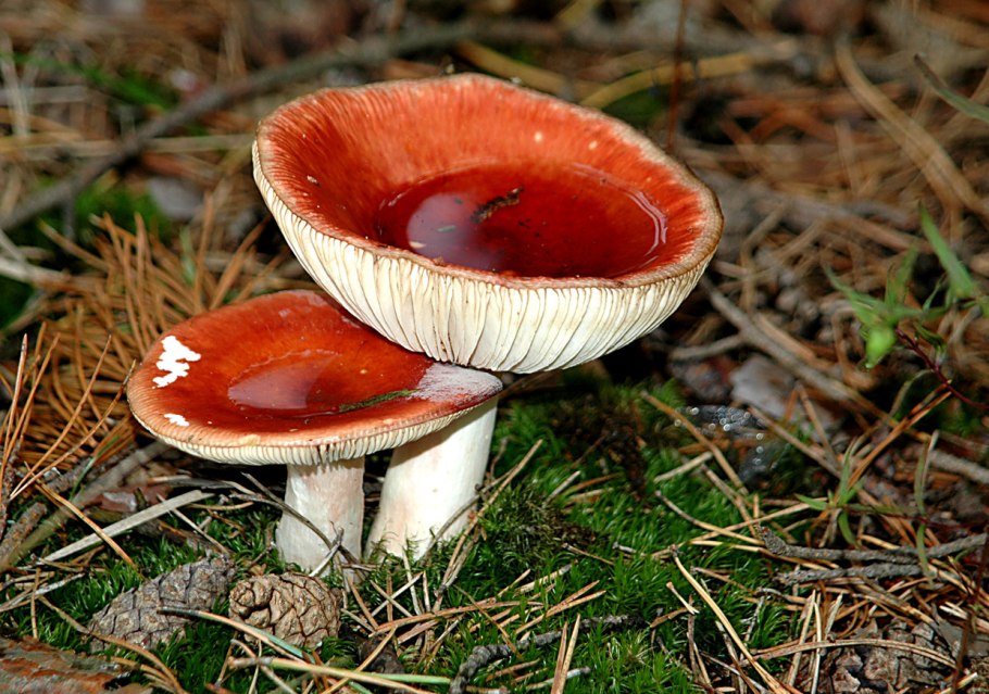 Грибы России