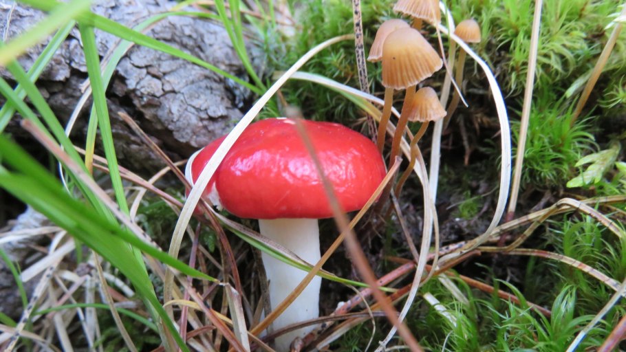 Картинки съедобные грибы у шоссе