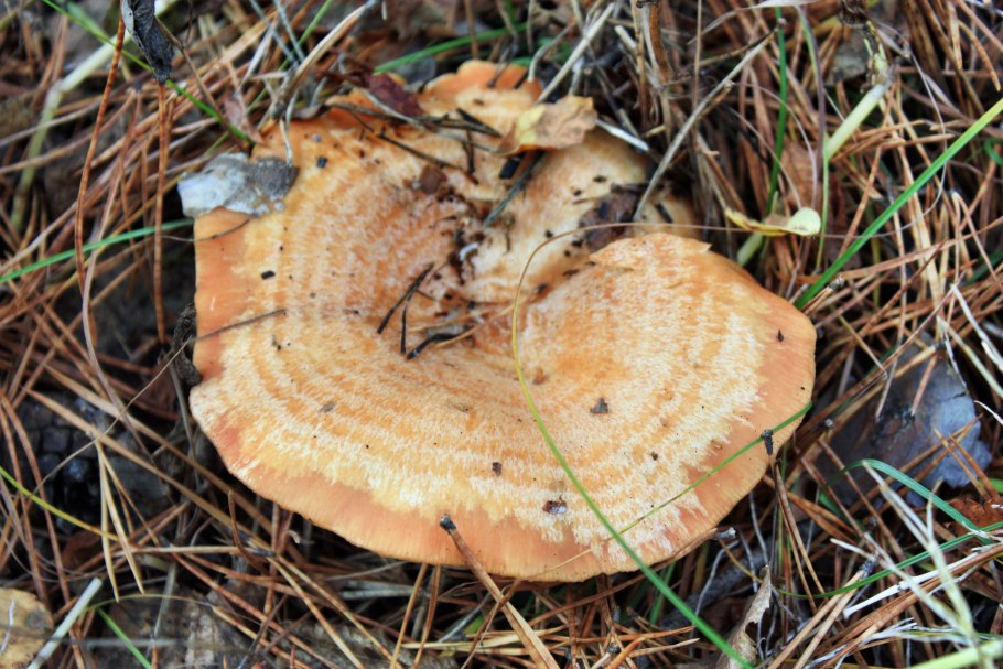 Сыроежка жгучеедкая