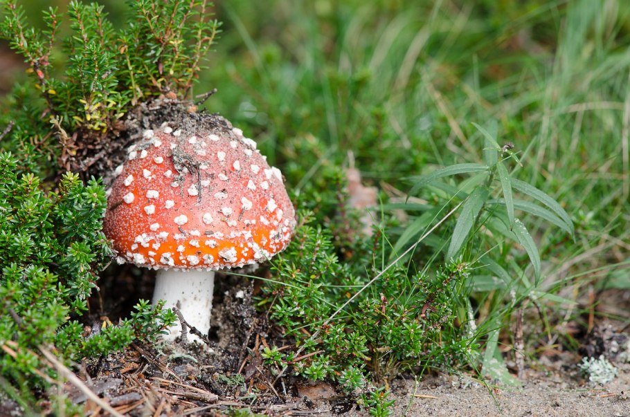 Красивые грибы