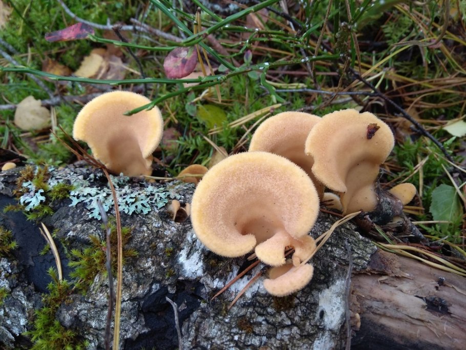 Паутинник фиалково пластинчатый