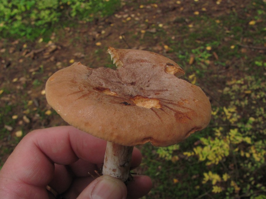 Lactarius Rufus горькушка