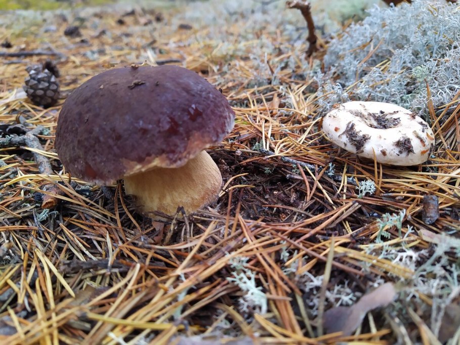 Сыроежки и серушки