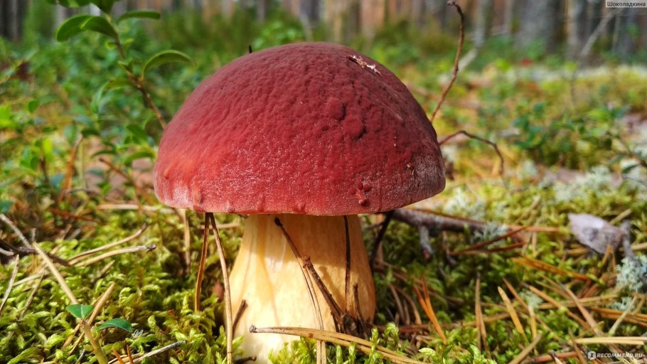 Розовые грибы съедобные