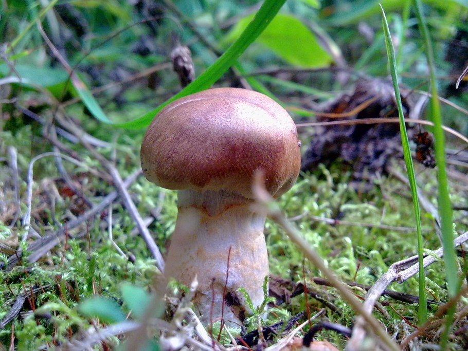 Волнушки млечники