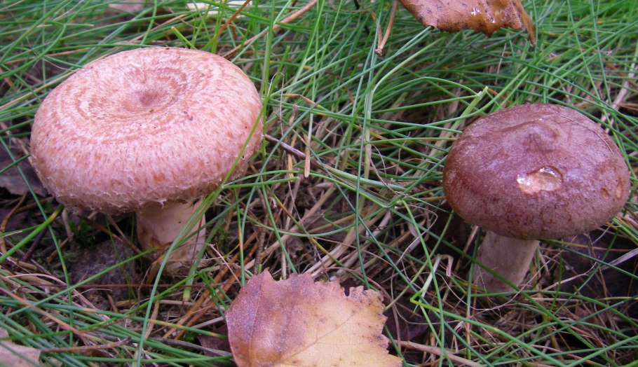 Груздь горькушка