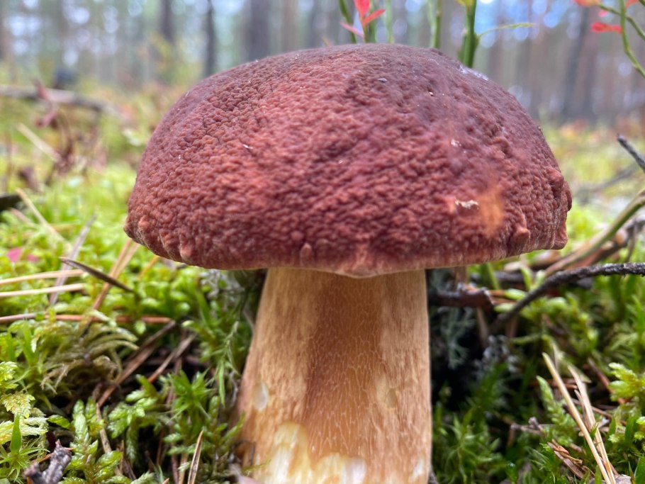 Маленькие красные грибы