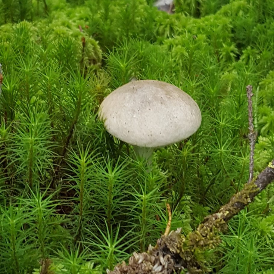 Обои рабочий стол 2008 грибы