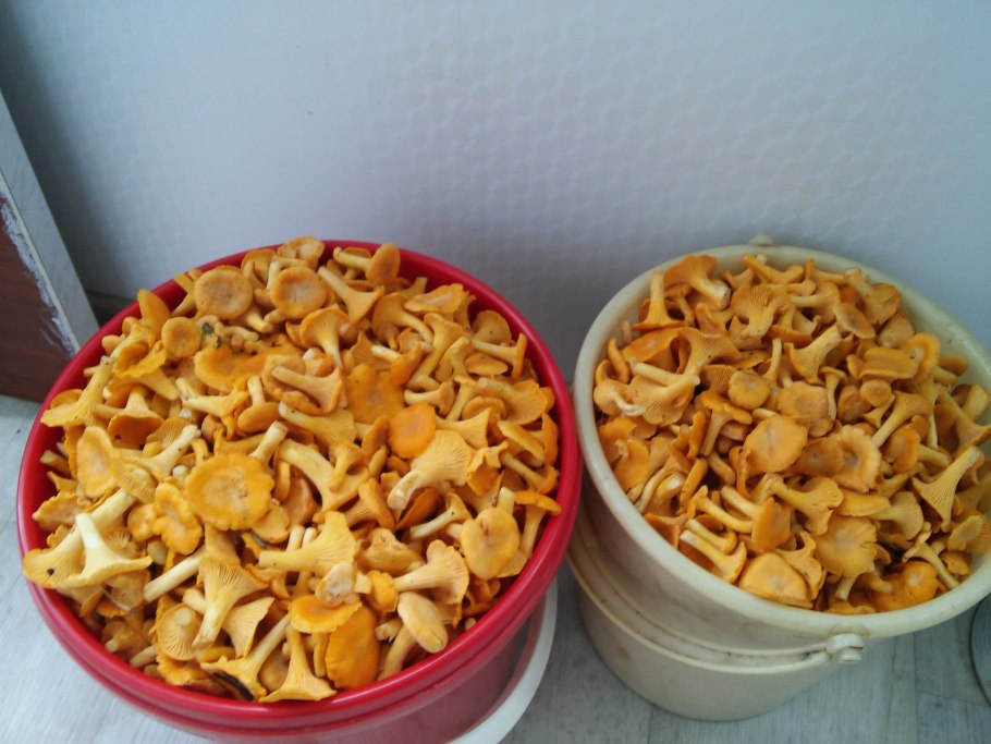 Лисички грибы в ведре