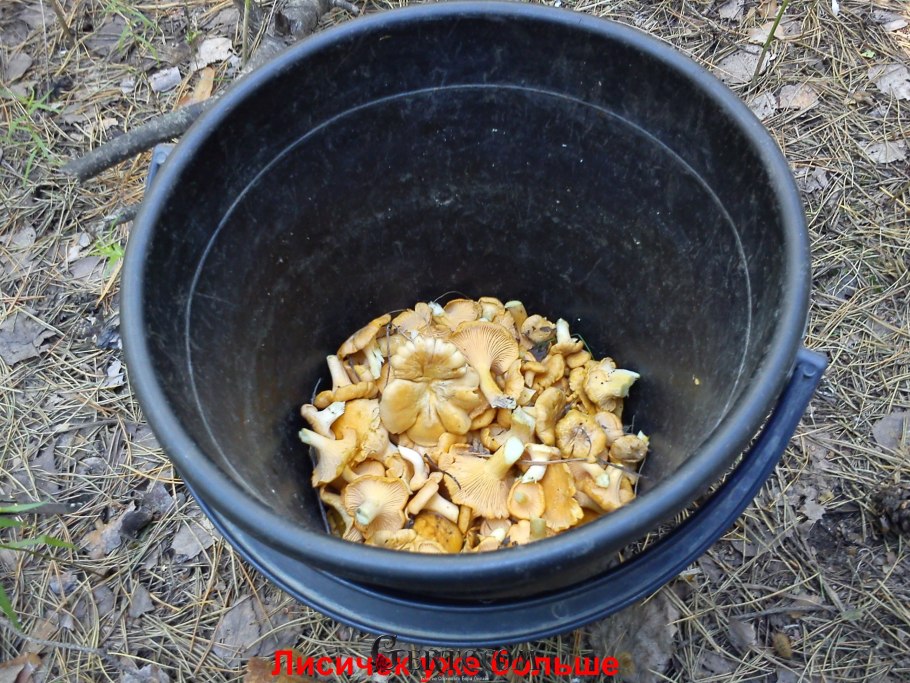 Ведро лисичек фото