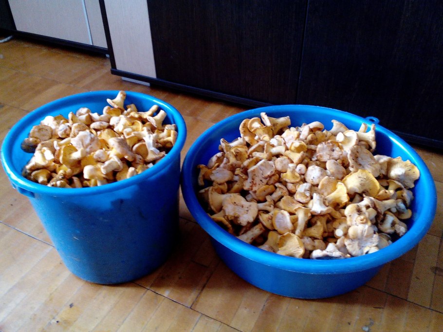 Гриб Лисичка с грибницей