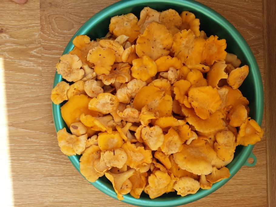 Фотография ведро с грибами лисичек