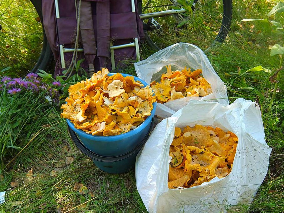 Лисички грибы в ведре