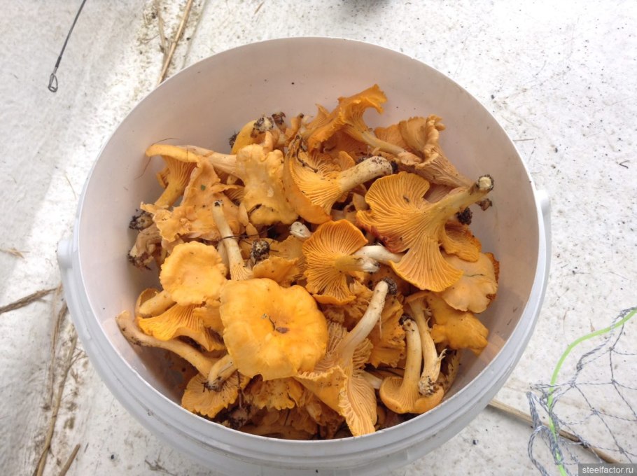 Ведро лисичек 562 рубля