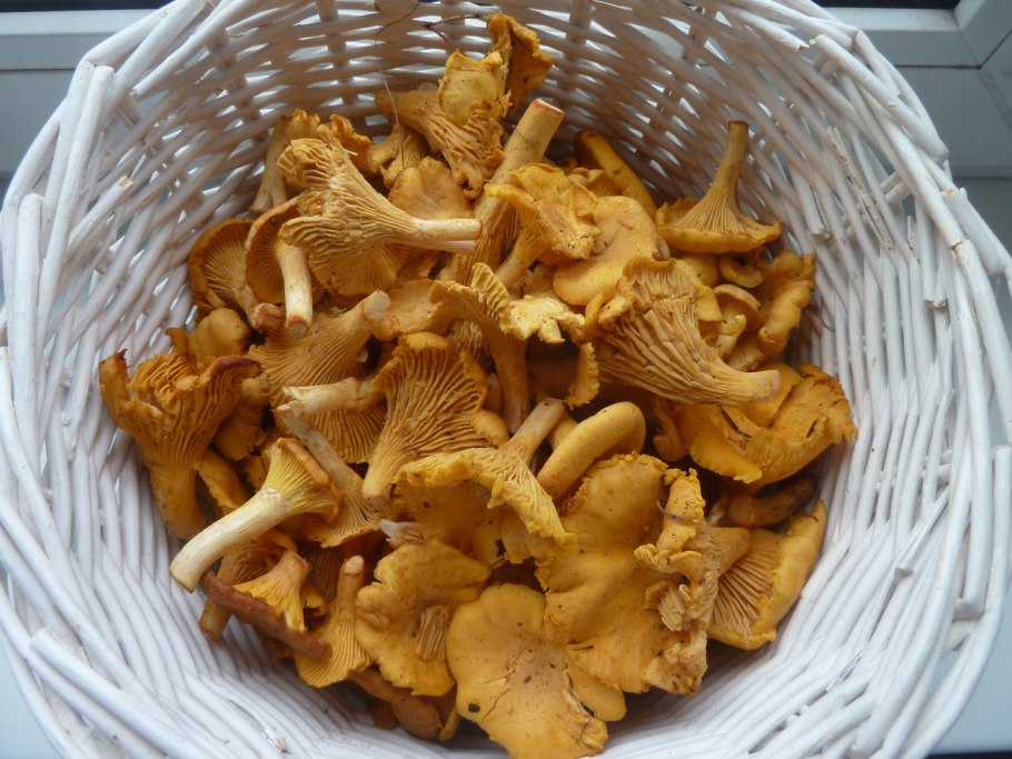 Сбор грибов лисичек