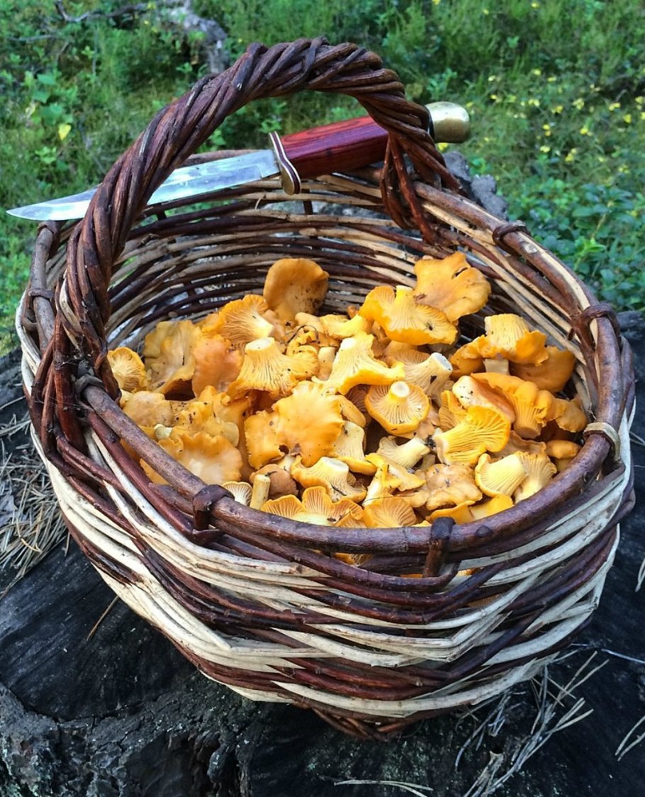 Гриб лисичка