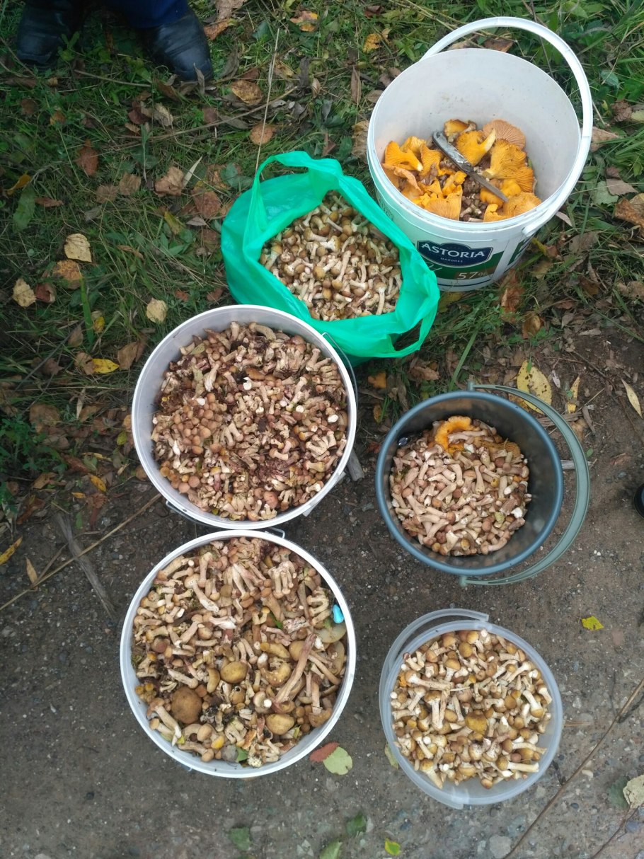 Лисички грибы в ведре