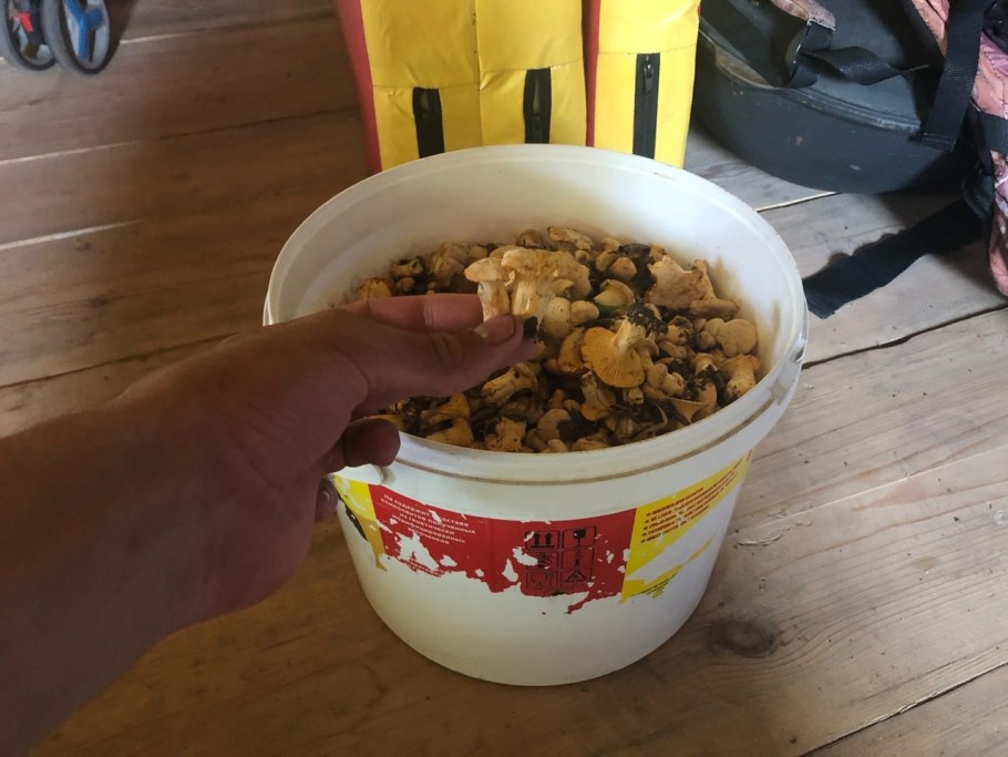 Ведро лисичек 5 литров