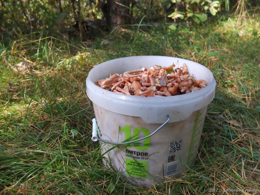 Вес лисички ведро