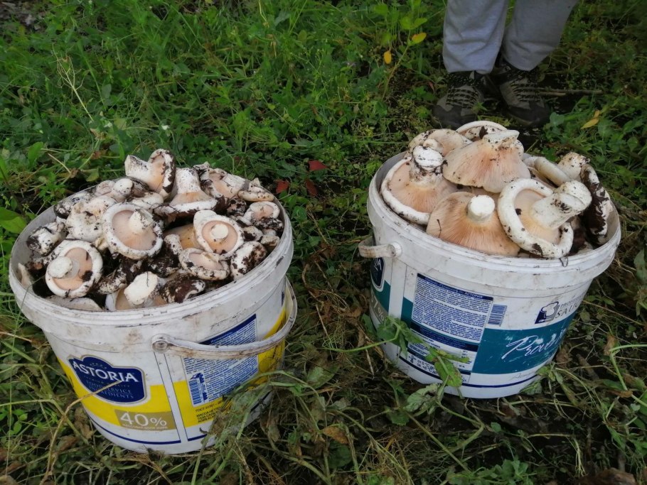 Сезон лисичек