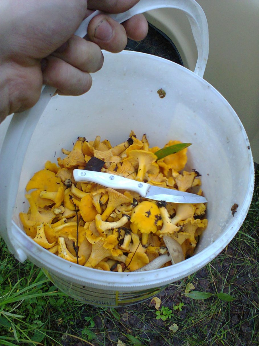 Ведро лисичек осень