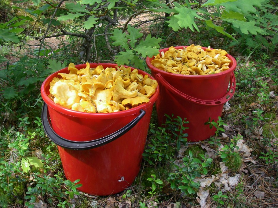 Лисички грибы в ведре