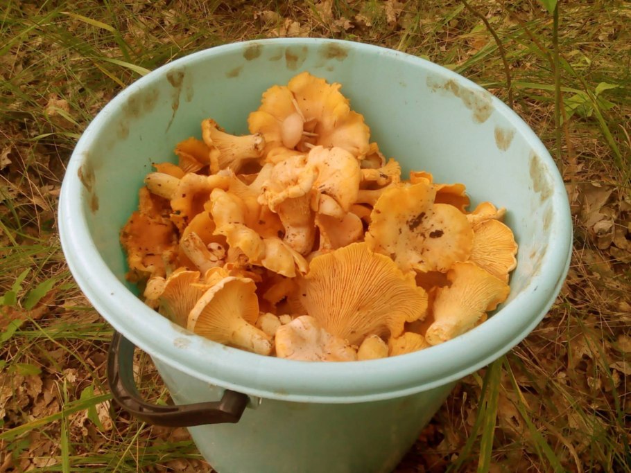 Лисички в Подмосковье