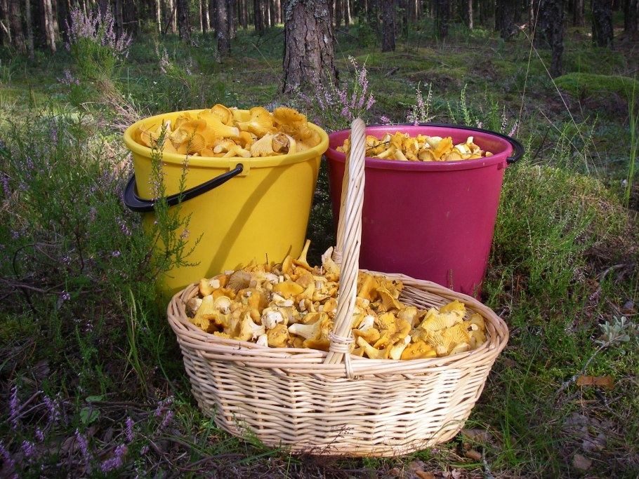 Лисички грибы в ведре