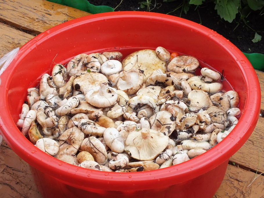 Пакет грибов