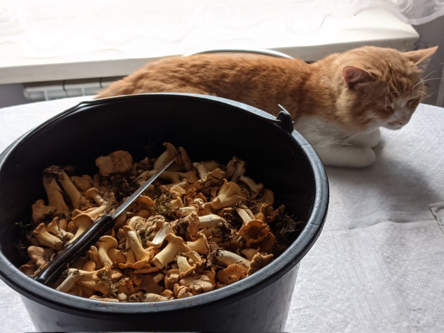 Грибы лисички Ставрополя