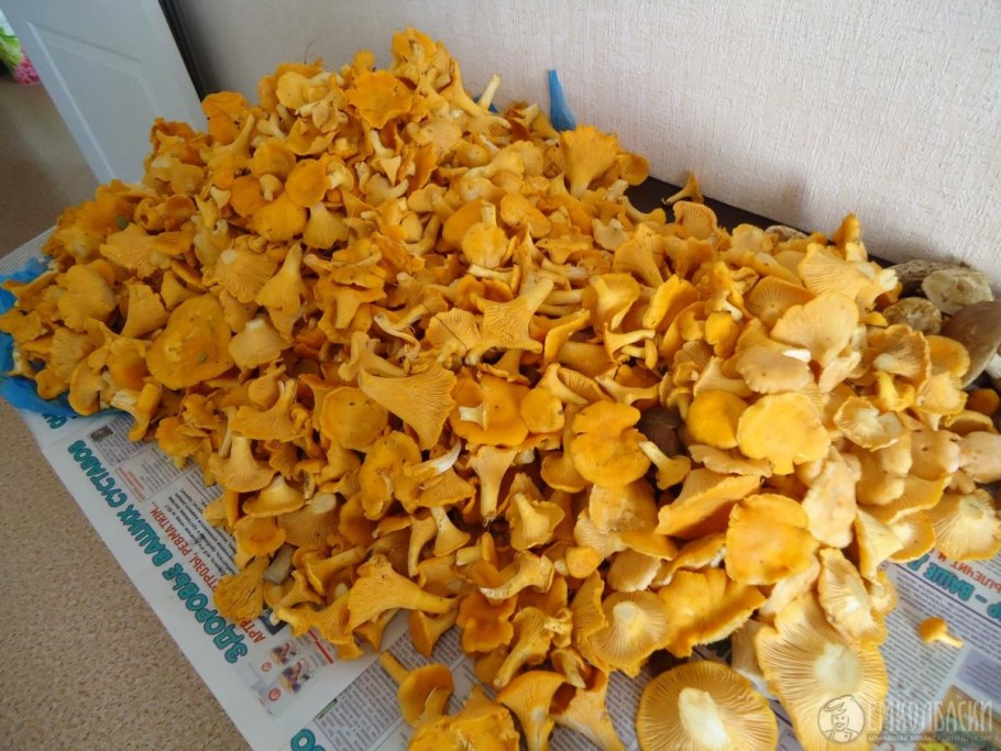 Грибы лисички на рынке