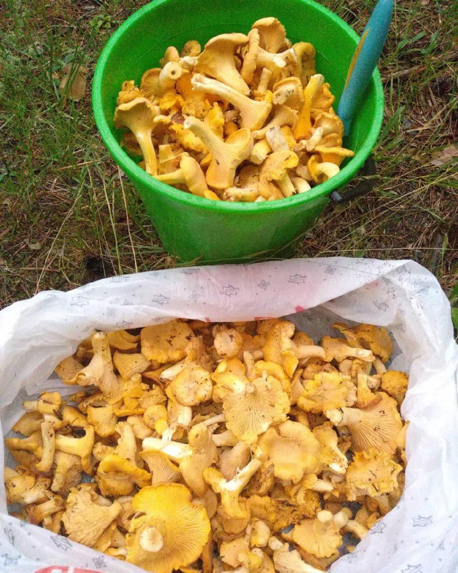 Лисички грибы в ведре