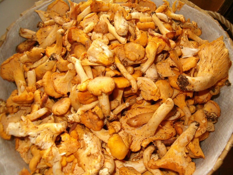 Ведро лисичек 5 литров