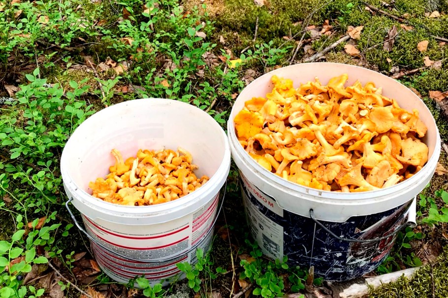 Урожай лисичек