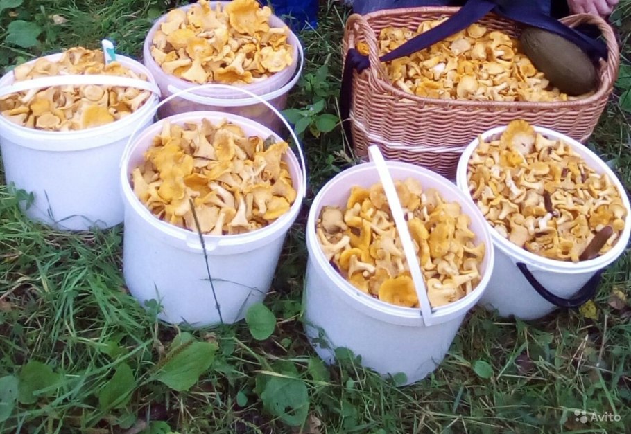 Ведро лисичек