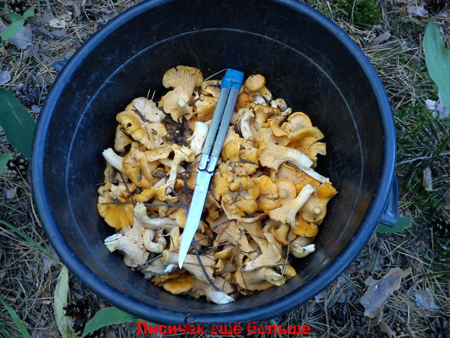 Лисички грибы в ведре