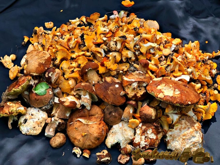 Лисички грибы в ведре