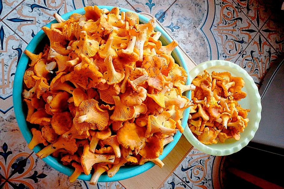 Гриб лисичка