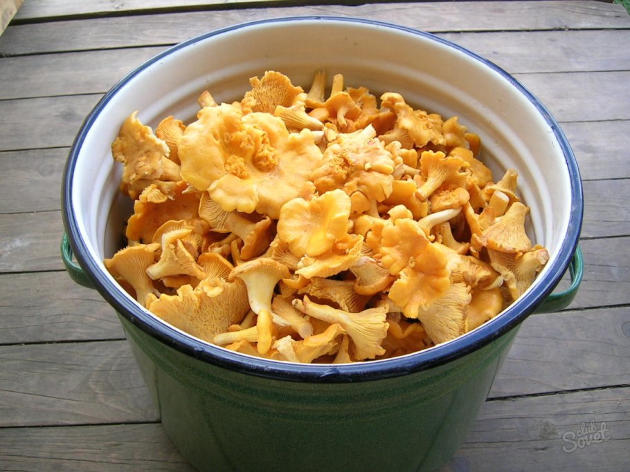 Лисички в ведре в лесу