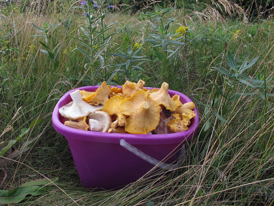 Микадо лисички