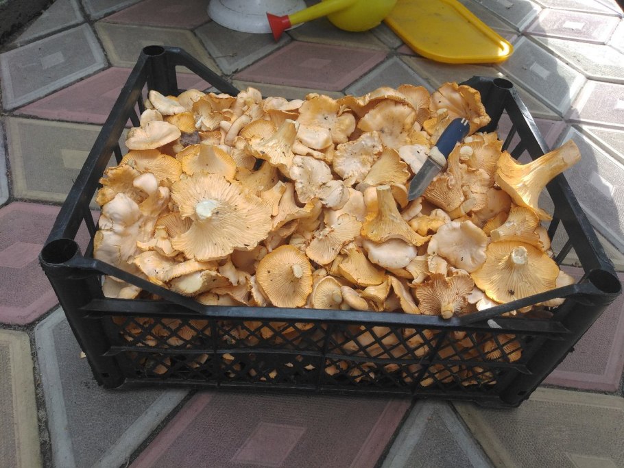 Грибы в Израиле лисички